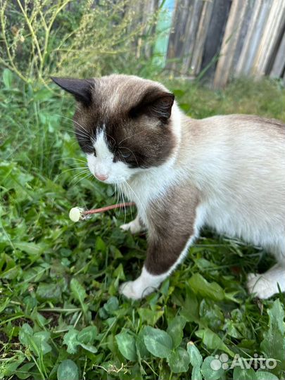 Кот (бесплатно)