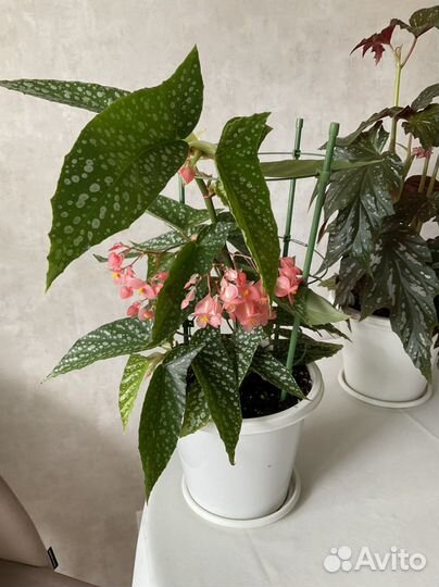 Бегонии тростниковые или кейн