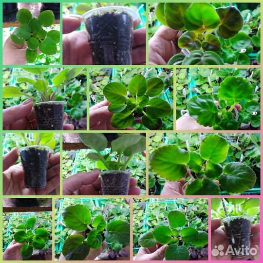 Фиалка сотовая