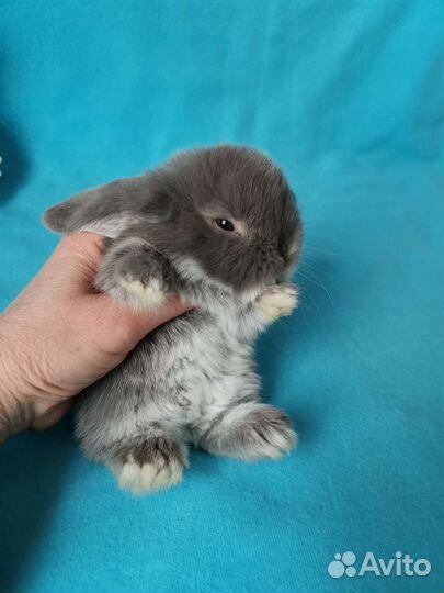 Большой выбор карликовых крольчат