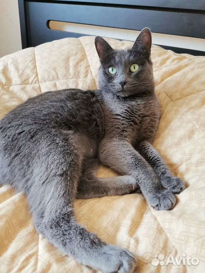 Кошечка в добрые руки