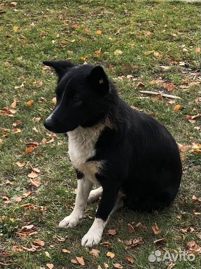 Собака в добрые руки