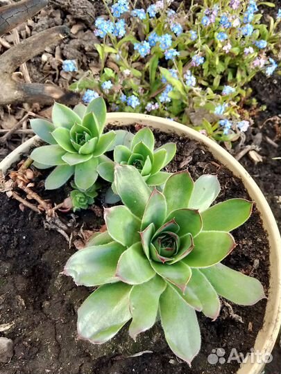 Суккуленты