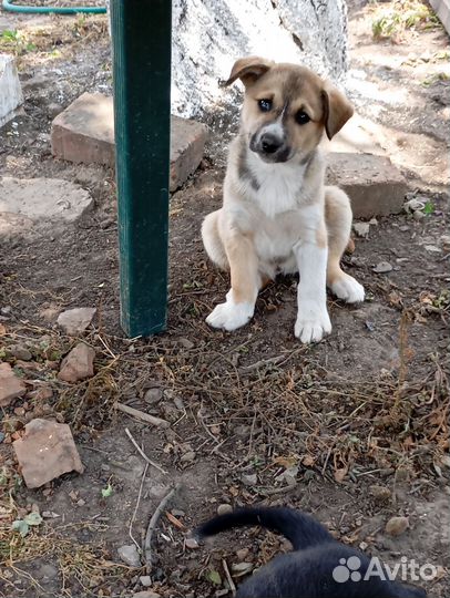 Собаки 1.5 месяца. Мама хаски