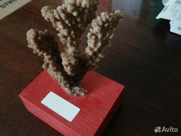 Египетский натуральный коралл