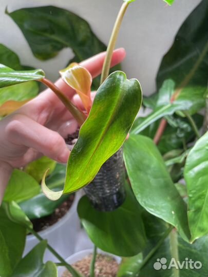 Филодендрон карамель крем