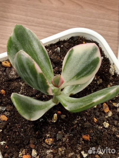 Крассула Триколор