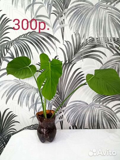 Комнатные цветы