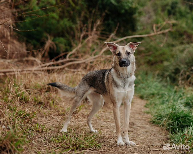 Собачка ищет дом)