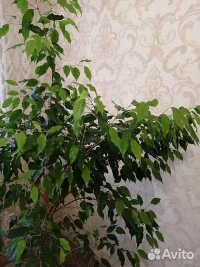 Фикус бенджамина горшком