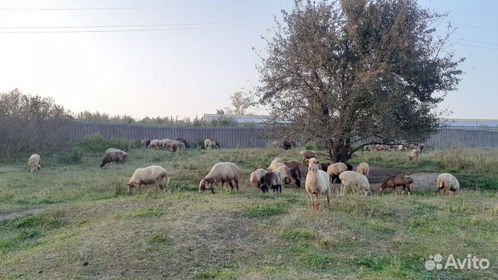 Овцы бараны ягнята