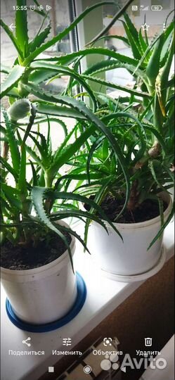 Лечебные цветы