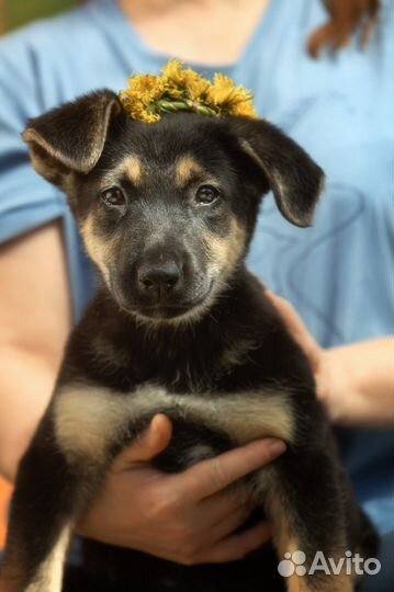 Щенок ищет дом