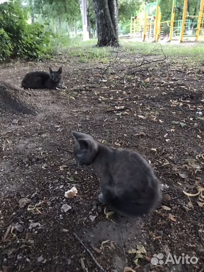 Котёнок