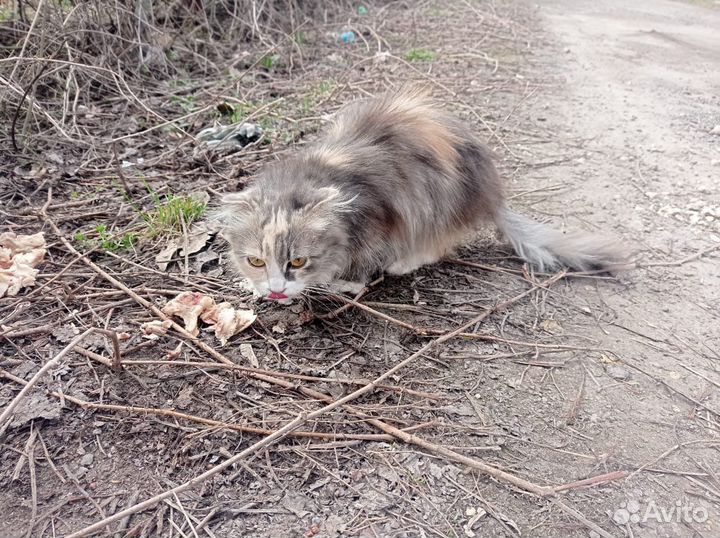 Кошка вислоухая