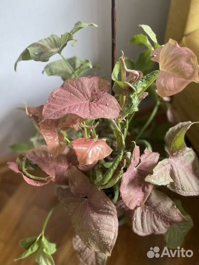 Комнатное растение Сингониум neon pink