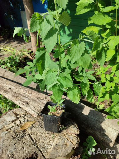 Мелисса саженцы