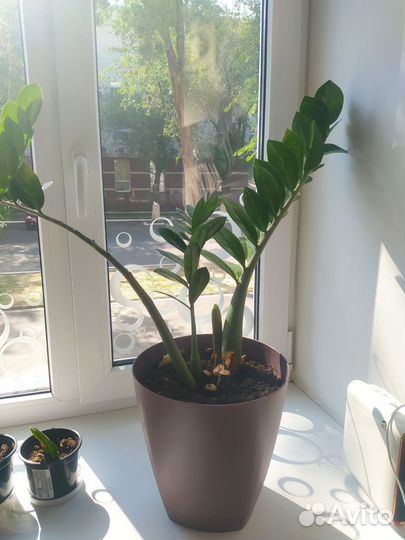 Замиокулькас