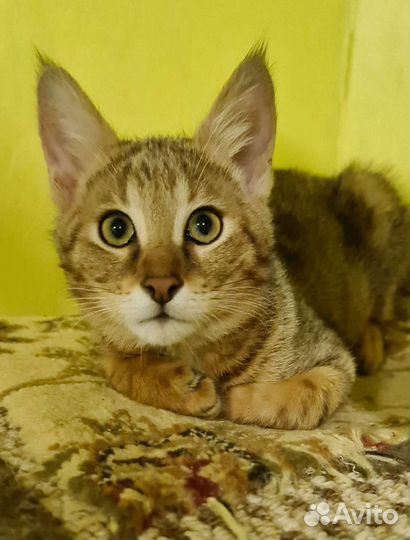 Кошка чаузи ф1