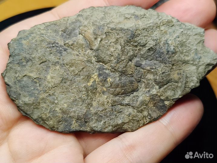 Папоротник. Окаменелость музейного уровня