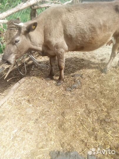 Коровы тёлки и бычки