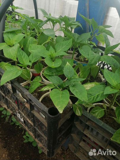 Рассада помидор и перцев