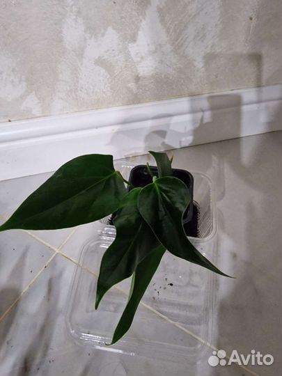 Антуриум Сирано,Рэйнбоу Чемпион, Саммер Лав