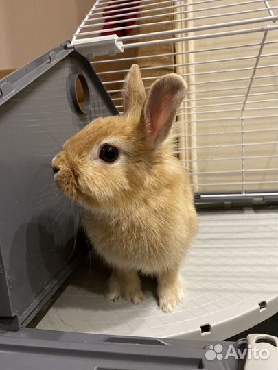 Карликовый кролик