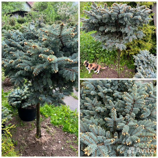 Ель голубая Глаука Глобоза Нана