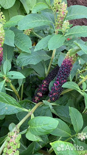 Продам растение Лаконоса или Фитолакка