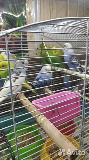 Волнистый попугай