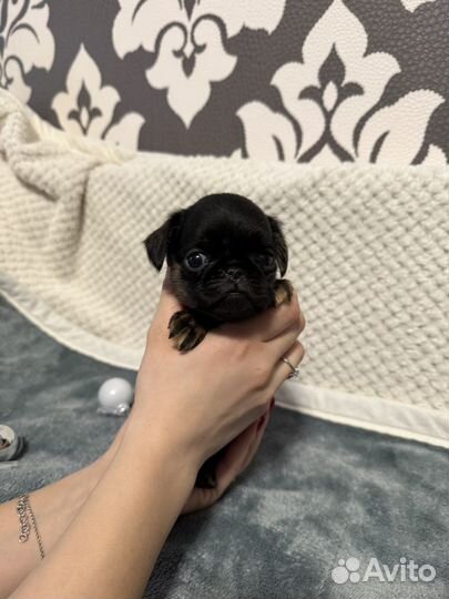 Птибрабансон