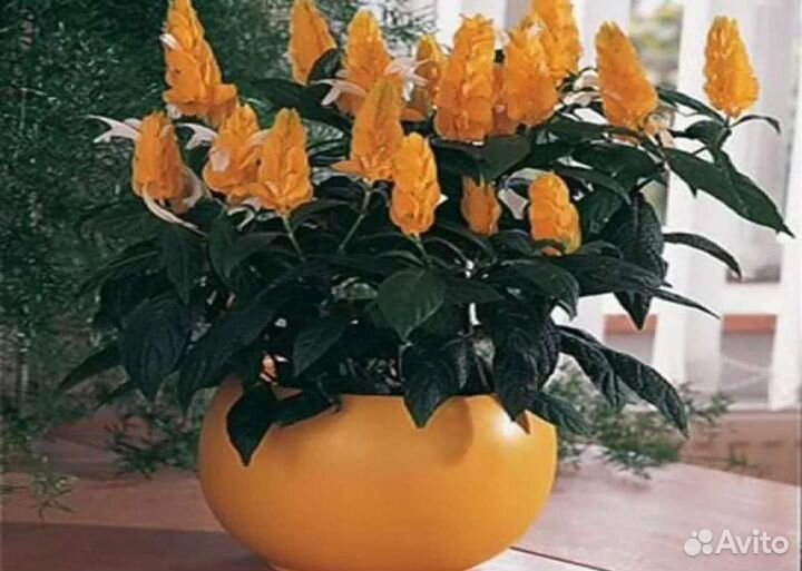 Пахистахис