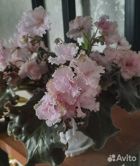 Колеусы сортовые + лист фиалки (в подарок)