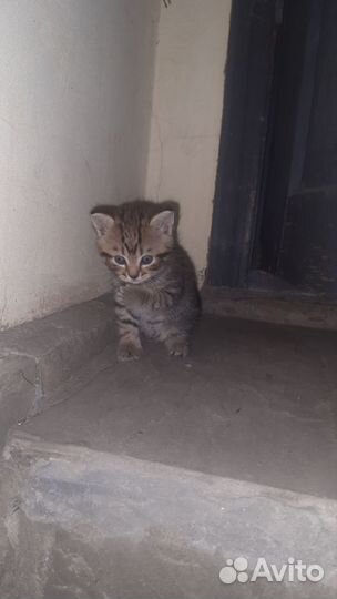 Коты бесплатно