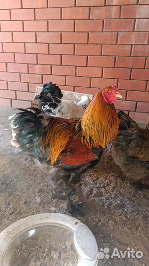 Куры петухи Колумбийская Брама