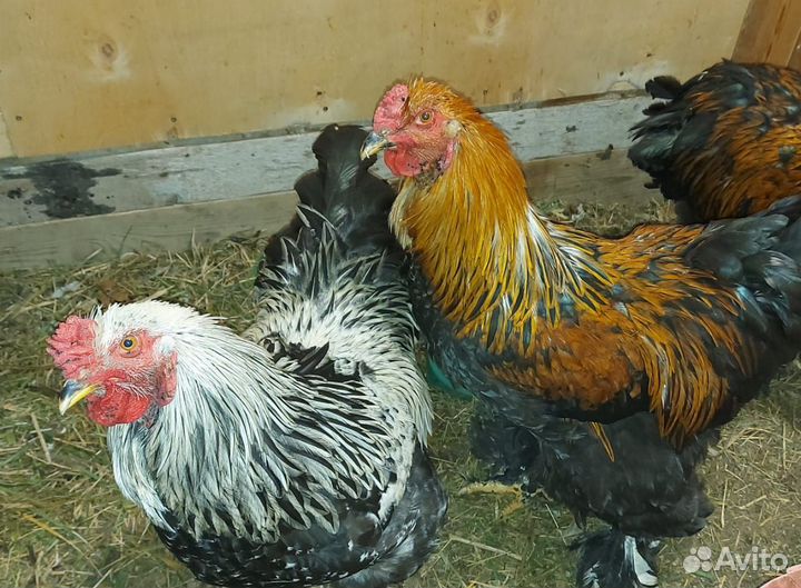 Петухи породы брама