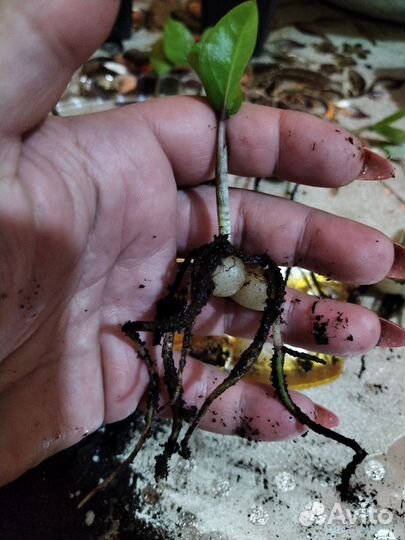 Замиокулькас