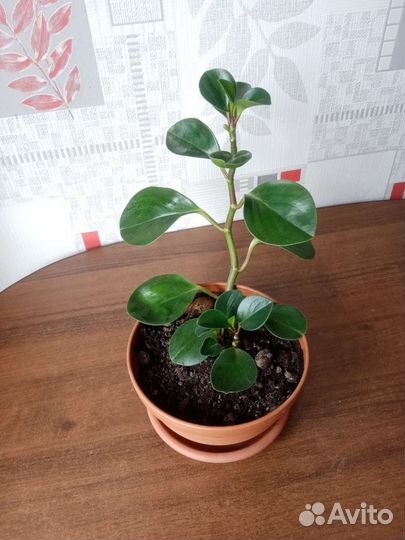 Пеперомия туполистная