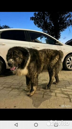 Алабай в дар