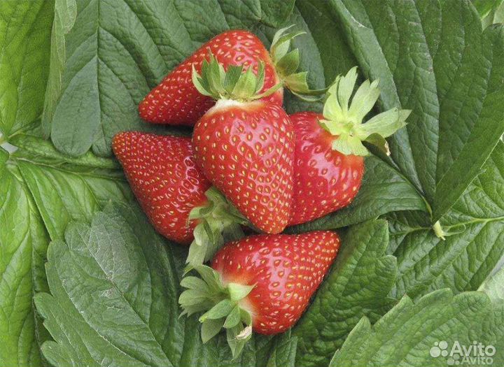 Клубника ремонтантная