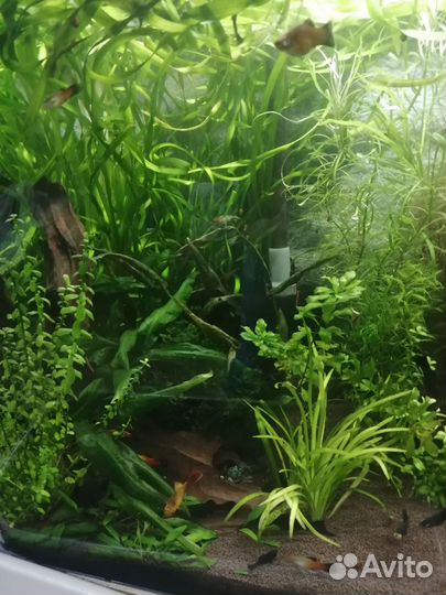 Аквариумные растения прополка