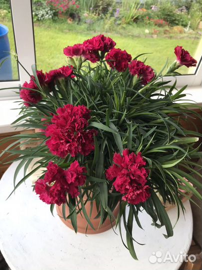 Ампельная гвоздика. Укоренённые черенки