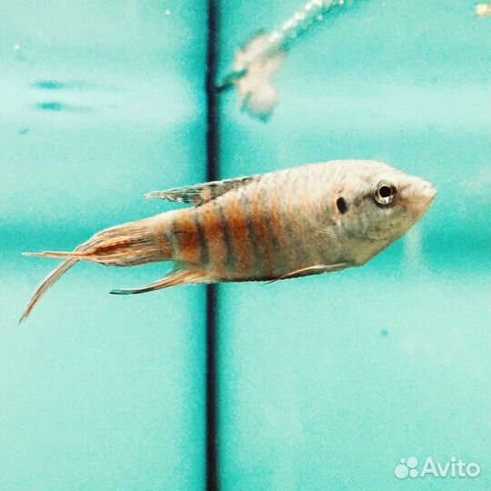 Рыбки аквариумные - шикарный выбор