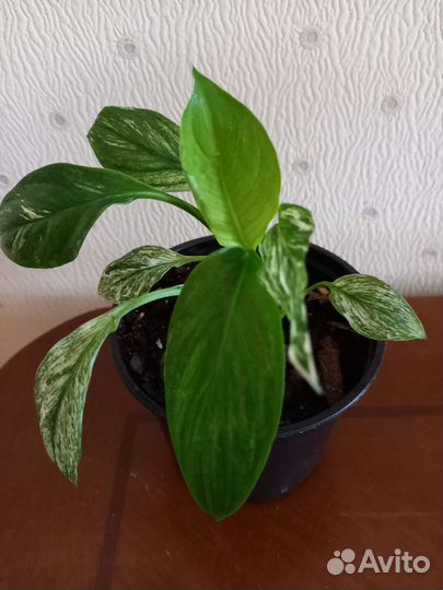 Спатифиллум Сенсация,Сенсация Канифоль, Пикассо