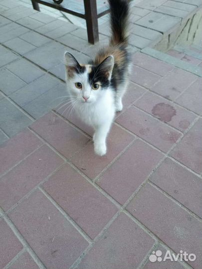 Отдам котенка в добрые руки