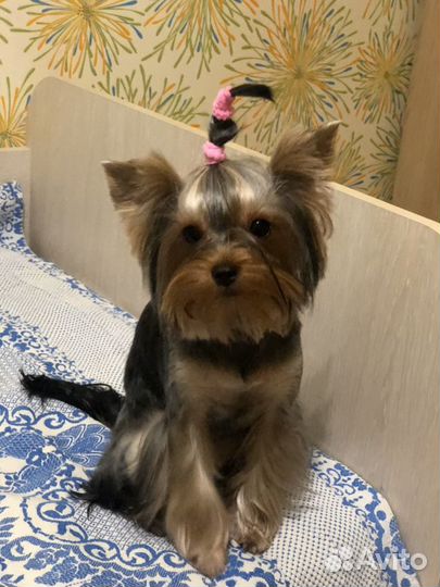 Стрижка йорков, шпицев