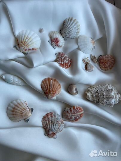 Морские ракушки раковины