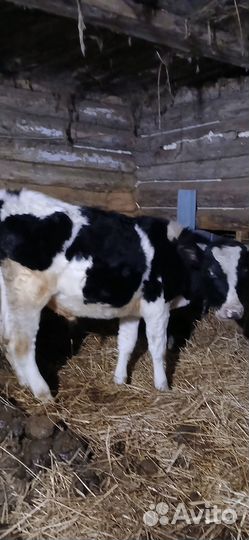 Продается бычок