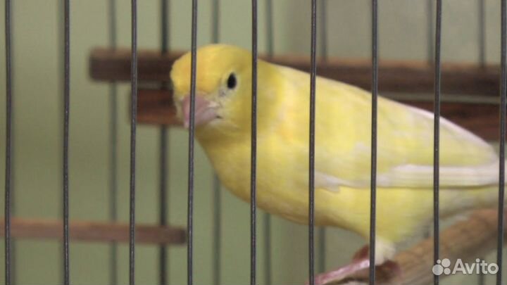 Поющие канарейки (самцы) и самки